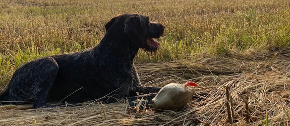 Jagdhund in der Wiese | © Sabine Feller