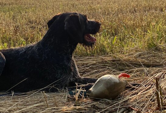 Jagdhund in der Wiese | © Sabine Feller